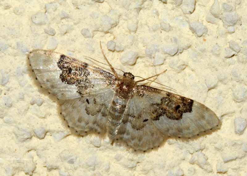 Idaea rusticata